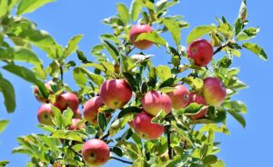Doit-on tailler ses fruitiers chaque année ?