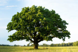 Comment élaguer un arbre en hauteur ?