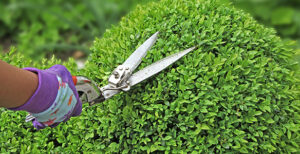 Jardinage pratique
