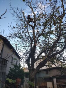 Démontage d’un Noyer aux Portes de Rodez