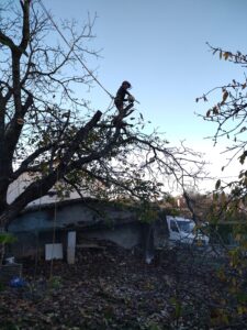 Démontage d’un Noyer aux Portes de Rodez