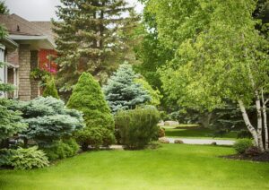 Taille d’arbres et arbustes sur la région de Rodez