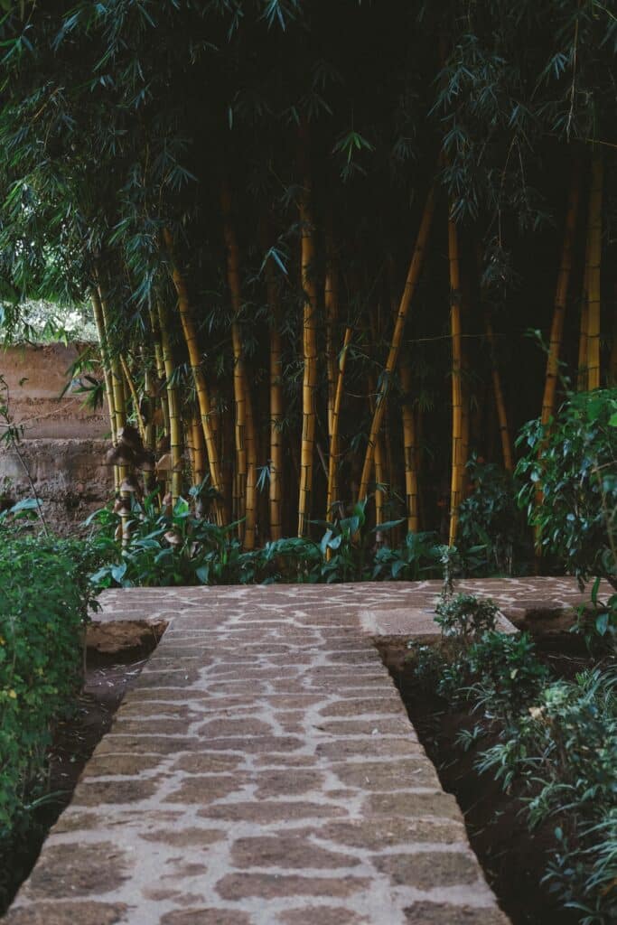 Tranquil stone pathway amid tall bamboo in Rabat, Morocco. Perfect for nature lovers.
